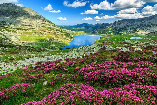 A mountain lake surrounded by rocky slopes and pink flowers