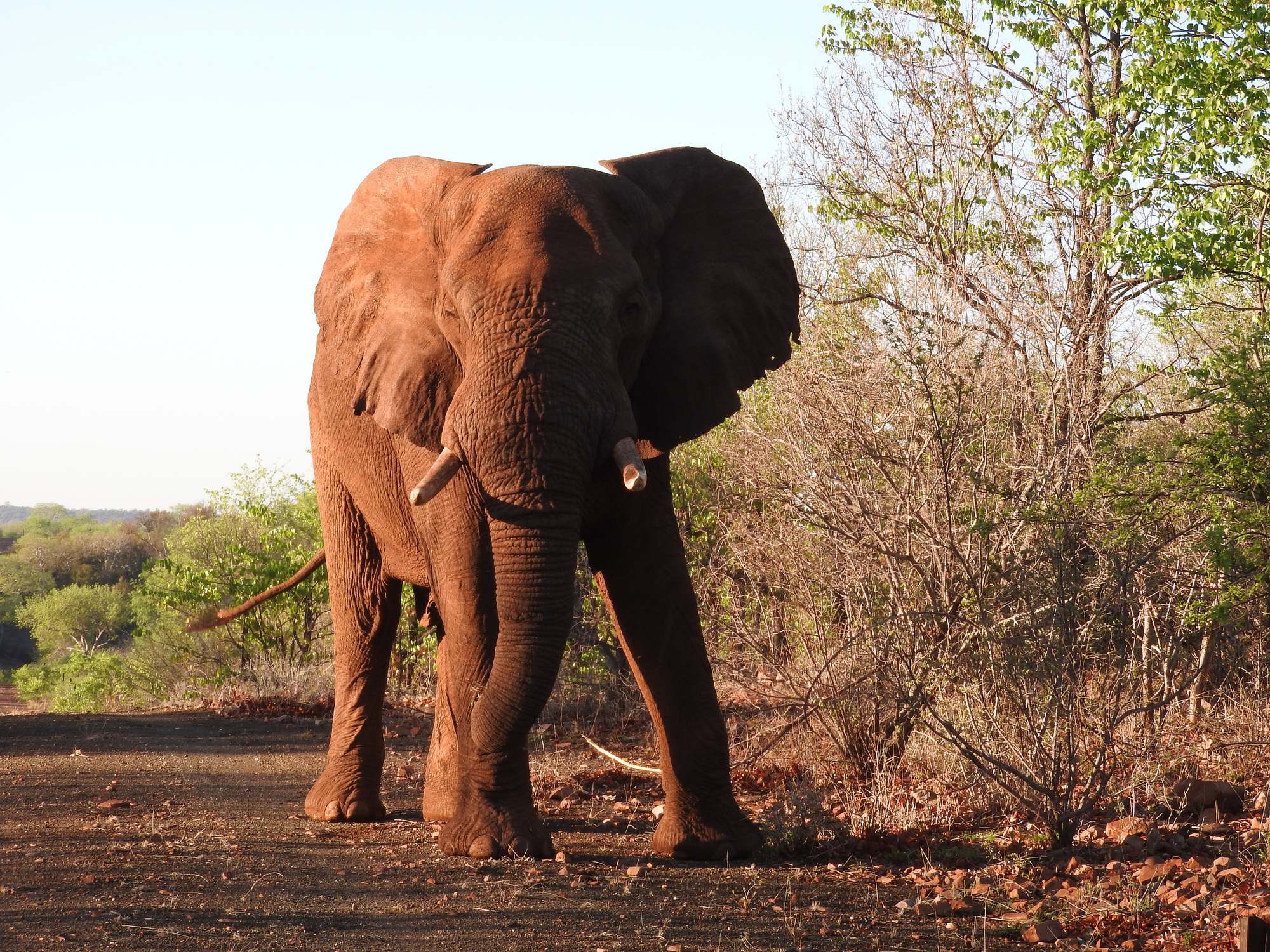 An elephant bull in warm evening light