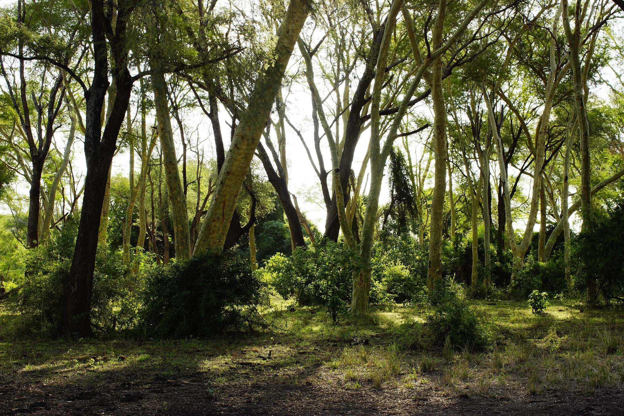A fever tree forest in green light