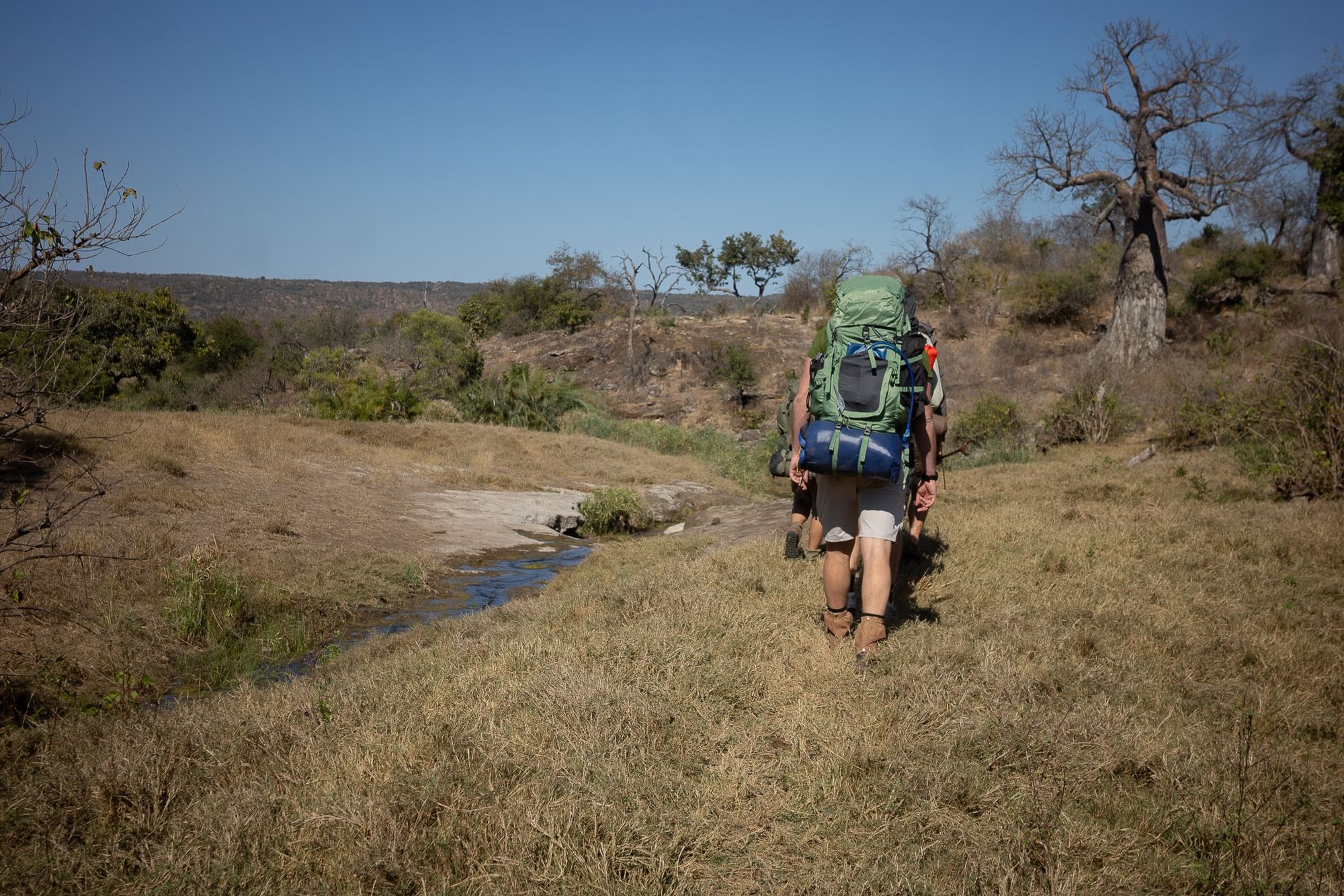 A walker with a pack on a trail beneath baobabs
