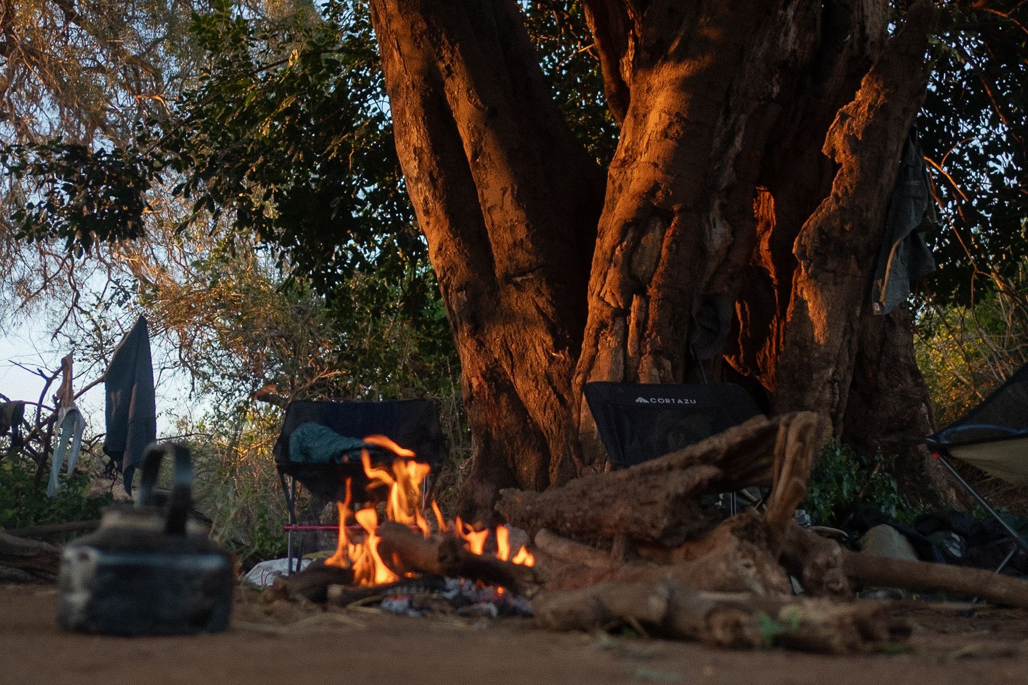 A campfire burning beneath a huge riverine tree