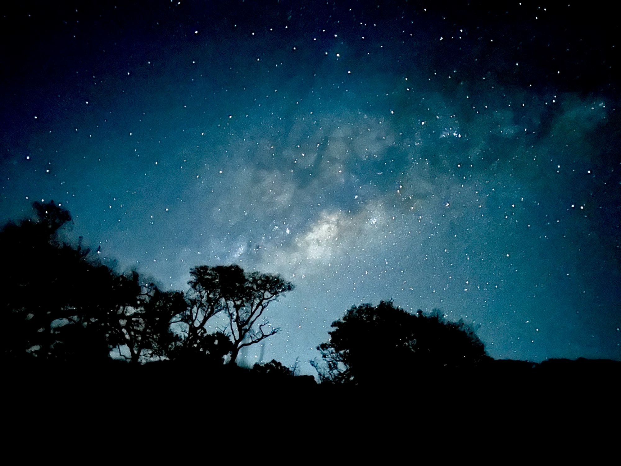 The Milky Way over silhouetted trees