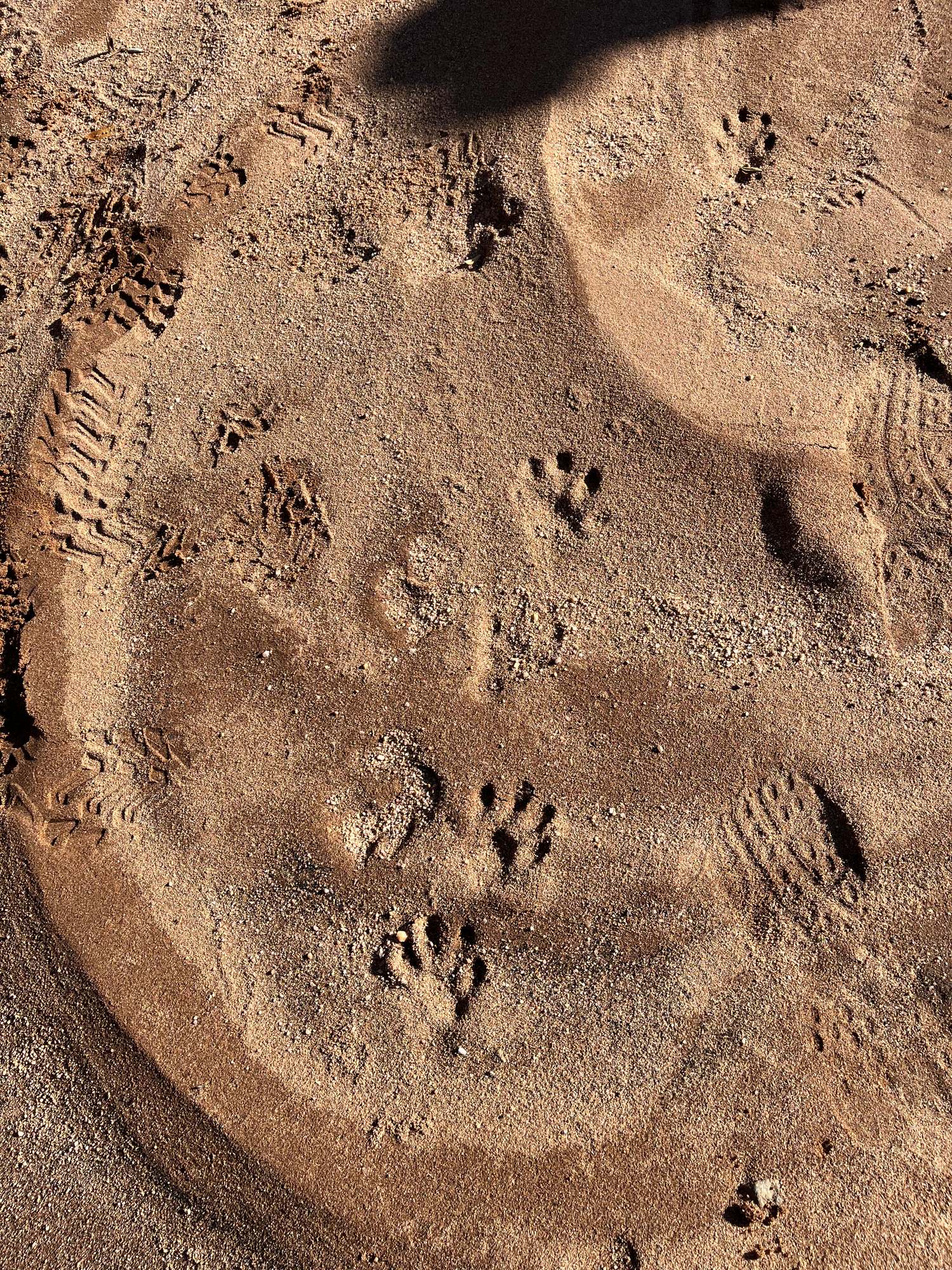 Fresh paw prints in sand