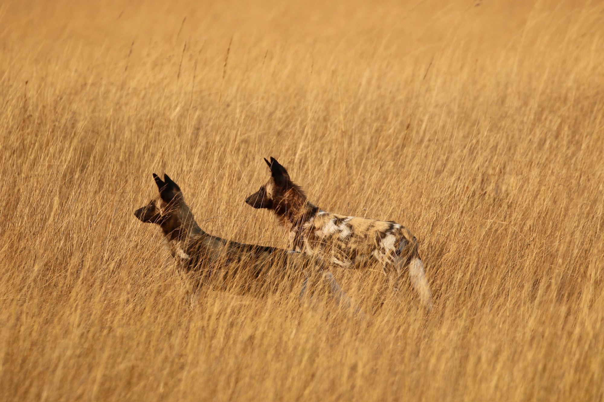 Two wild dogs in golden grass